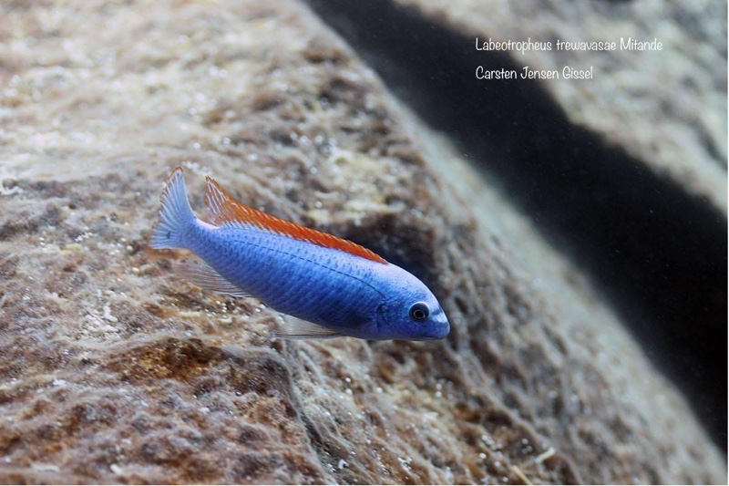 Labeotropheus trewavasae 'Mitande Reef (Rocks)'